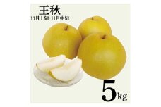 13K.王秋5kg