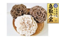 118K.氷温熟成舞茸『鳥取の宝』と白まいたけの食べ比べセット