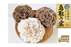 119K.氷温熟成舞茸『鳥取の宝』と白まいたけの食べ比べセット〔定期便〕
