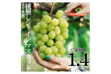 32K.■荒井農園■種無しシャインマスカット1.4kg〔ご家庭用〕