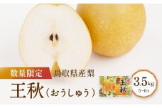 【先行予約】数量限定 鳥取県産梨 王秋（おうしゅう） 3.5kg（5～6玉）
