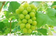 【先行予約】数量限定 鳥取県産ぶどう シャインマスカット 種なし 2kg