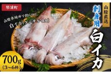 山陰直送 刺身用白イカ 700g（3～6杯）　※北海道、沖縄、一部離島への配送不可