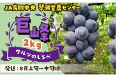 数量限定 鳥取県産ぶどう 巨峰 種なし 2kg