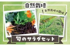 【定期便】自然栽培 旬のサラダセット 約1kg×3回