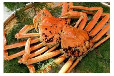 【先行予約】【訳アリ】松葉ガニ（ボイル）2枚（計1.6kg以上）【年明け配送】《ずわいがに　かに　カニ　蟹》