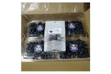 琴浦町産生ブルーベリー１kg（250g×4パック）ハーブティー付