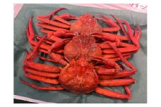 【先行予約】【 年内配送 】 （訳あり）紅ズワイガニ（ボイル）（ 3 ～ 4 枚 ）※着日指定不可※北海道、沖縄、一部離島への配送不可《紅ずわいがに　かに　カニ　蟹》