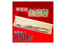 【先行予約】自然薯 850g 鳥取県琴浦町産 【12月上旬発送開始】