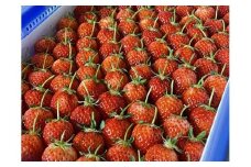 ＜2026年2月より発送＞いちご 鳥取県オリジナル品種「 とっておき 」1kg ( 250ｇ× ４ パック )