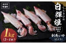 白輝姫（しらきひめ）下処理 墨抜き済み 剣先いか（白イカ）1kg（3〜4杯）