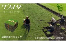 【先行予約 2025年9月以降発送】芝生（省管理型コウライ芝　TM9ティーエムナイン）