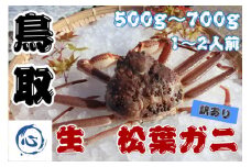 【先行予約】鳥取県産　生　松葉ガニ（５００ｇ～７００ｇ）（1～2人前）訳アリ