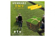 芝生（省管理型コウライ芝　TM9ティーエムナイン）