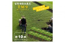 芝生(省管理型コウライ芝　TM9ティーエムナイン)10束セット※10平米分