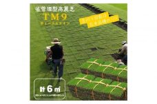 芝生(省管理型コウライ芝　TM9ティーエムナイン)6束セット※6平米分