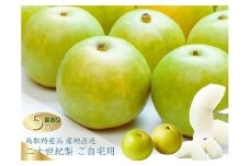 数量限定 鳥取県産 梨 訳あり ご自宅用 二十世紀梨 5kg