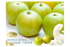 数量限定 鳥取県産 梨 訳あり ご自宅用 二十世紀梨 5kg