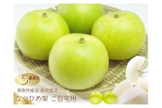 数量限定 鳥取県産 梨 訳あり ご自宅用 なつひめ 5kg