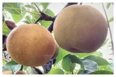 【先行予約】訳あり 数量限定 鳥取県産”新甘泉（しんかんせん） 約5kg （10～18玉）≪2025年9月中旬頃出荷≫