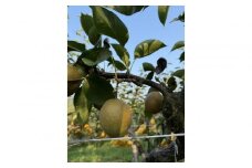【先行予約】訳あり 数量限定 鳥取県産”王秋梨（おうしゅうなし）” 約5kg （7～15玉）≪2025年11月中旬頃出荷≫