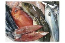 125.鮮魚セット
