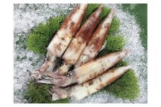126.刺身用 白イカ※2025年5月下旬～9月上旬頃に順次発送予定 ※着日指定不可 ｜ 