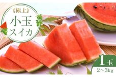 249.極上小玉スイカ 1玉 ※6月上旬～8月中旬頃に順次発送予定【西瓜 スイカ 小玉西瓜 果物 フルーツ くだもの 鳥取県 北栄町 おすすめ 人気 送料無料】
