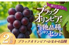 266.【品種はおまかせ】ブラックオリンピアと他品種のセット（種なし） 1kg以上※2025年8月下旬頃より順次発送予定【葡萄 ぶどう 旬 果物 フルーツ 新鮮 鳥取 おすすめ 人気】