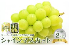 736.【先行予約】【JA】シャインマスカット 赤秀2kg箱（3～5房入） ※着日指定不可 ※離島への配送不可 ※2025年9月初旬頃～9月中旬頃に順次発送予定【シャインマスカット シャイン マスカット ぶどう ブドウ 葡萄 赤秀 フルーツ 果物 鳥取県 北栄町 おすすめ 人気】