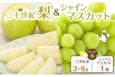 286.【先行予約】二十世紀梨とシャインマスカットのセット 小 ※8月下旬～9月下旬頃に順次発送予定【先行予約 梨 なし 果物 フルーツ くだもの 鳥取県 北栄町 おすすめ 人気 送料無料】