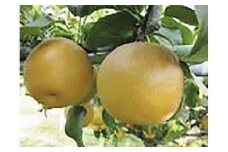 296.王秋 5kg（JA）※2025年10月下旬～11月下旬頃に順次発送予定【梨 なし ナシ 王秋 フルーツ 果物 鳥取県 北栄町 おすすめ 人気】