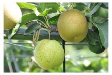 梨 甘太（かんた）5kg（JA）※2025年9月下旬～10月上旬頃に順次発送予定【梨 なし ナシ 甘太 フルーツ 果物 鳥取県 北栄町 おすすめ 人気】