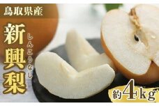 303.【先行予約】新興梨 秀 約4Kg（4～16玉前後) ※10月～11月下旬頃に順次発送予定【先行予約 梨 なし 果物 フルーツ くだもの 鳥取県 北栄町 おすすめ 人気 送料無料】