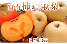 337.【先行予約】富有柿と王秋梨のセット 秀 4kg以上～4.5kg未満　※2025年11月上旬～12月上旬頃に順次発送予定【先行予約 梨 なし 柿 カキ フルーツ 果物 くだもの 鳥取県 北栄町 おすすめ 人気 送料無料】