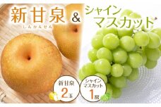 538.【先行予約】新甘泉2玉とシャインマスカット1房 ※8月下旬～9月中旬頃に順次発送予定【先行予約 シャインマスカット マスカット 葡萄 ぶどう 梨 なし 果物 フルーツ くだもの 鳥取県 北栄町 おすすめ 人気 送料無料】