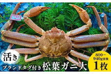 107.【先行予約】【活き】ブランドタグ付き松葉ガニ 大　800～940g前後 1枚 ※2025年11月上旬～2026年3月上旬頃に順次発送予定【松葉ガニ 松葉蟹 蟹 かに 甲殻類 ズワイガニ 鳥取県 北栄町 おすすめ 人気 送料無料】