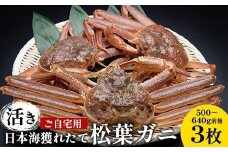 111.【先行予約】【活き】訳あり ご自宅用 日本海獲れたて 松葉ガニ 500～640g前後 3枚 ※2025年11月上旬～2026年3月上旬頃に順次発送予定【家庭用 松葉ガニ 松葉蟹 蟹 かに 甲殻類 ズワイガニ 鳥取県 北栄町 おすすめ 人気 送料無料】