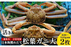 112.【先行予約】【活き】訳あり ご自宅用日本海獲れたて松葉ガニ 大 800～940g前後 2枚 ※2025年11月上旬～2026年3月上旬頃に順次発送予定【家庭用 松葉ガニ 松葉蟹 蟹 かに 甲殻類 ズワイガニ 鳥取県 北栄町 おすすめ 人気 送料無料】