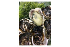 128.【2026年6月上旬以降発送 先行予約】鳥取県産　天然岩ガキ『夏輝』　おまかせ3kg(約7～12個) 牡蠣 カキ　※1個の重さによって個数が変わります　※着日指定不可※2026年6月上旬～8月下旬頃に順次発送予定【牡蠣 かき 岩ガキ いわがき 甲殻類 新鮮 鳥取 北栄町 おすすめ 人気】