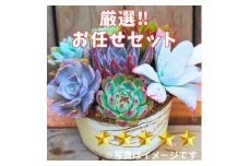 731【厳選株】【農場直送】多肉植物エケベリア ぷっくり充実株!! おまかせ7品種セット※着日指定不可※北海道・沖縄・離島への配送不可
