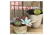 730.【厳選株】【農場直送】多肉植物エケベリア ぷっくり充実株!! おまかせ14品種セット※着日指定不可※北海道・沖縄・離島への配送不可
