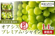 915.【先行予約】シャインマスカット 訳あり 家庭用 鳥取砂丘地産 1.4kg（350g×4パック） ※離島への配送不可 ※2025年8月下旬～10月下旬頃に順次発送予定【シャインマスカット マスカット 葡萄 ブドウ ぶどう 産地直送 フルーツ 果物 甘い 鳥取県 北栄町 おすすめ 人気】