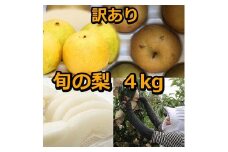 928.【訳あり】鳥取県産旬の梨セット 4kg ※2025年8月下旬頃～12月下旬頃に順次発送予定【先行予約 梨 なし 果物 フルーツ くだもの 鳥取県 北栄町 おすすめ 人気 送料無料】