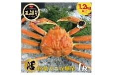 576.【活】鳥取ブランド　松葉ガニ　『五輝星』※2025年11月上旬～2026年3月下旬頃に順次発送予定※着日指定不可