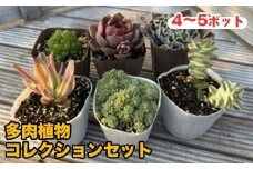 810.多肉植物コレクションセット　※離島への配送不可
