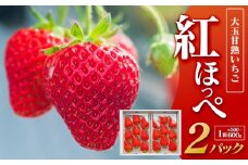 329.大玉甘熟いちご『紅ほっぺ』　※2026年1月中旬頃～2026年3月下旬頃に順次発送予定 ｜ いちご 苺 フルーツ 果物 新鮮 甘い おすすめ 人気 プレミアム 鳥取県 北栄町