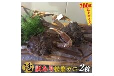 100.【活】訳あり　松葉ガニ　2枚◇※2025年11月上旬～2026年3月下旬頃に順次発送予定※着日指定不可