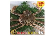 693.【早期受付】【活】足1本なし　訳あり　松葉ガニ　大1枚（800g前後）《かに カニ 蟹 ズワイガニ 》※着日指定不可※2025年11月上旬頃から順次発送予定