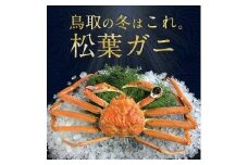 695.【早期受付】【活】訳あり　松葉ガニおまかせ3kg（5～8枚）《かに カニ 蟹 ズワイガニ》※着日指定不可※2025年11月上旬頃から順次発送予定